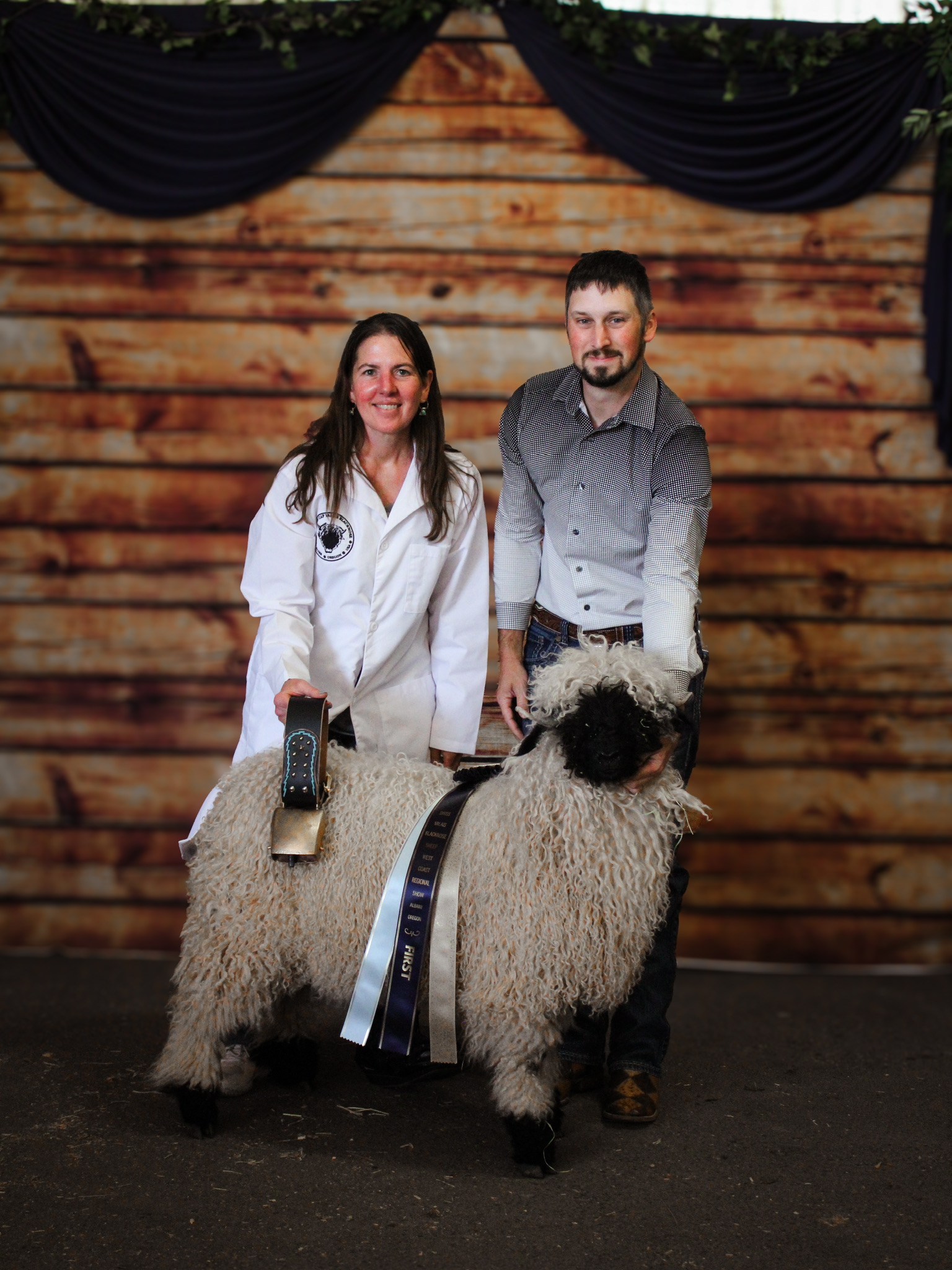 Jeri and Ed of Cloud Cap Valais kneeling beside a champion Valais Blacknose wearing a brass bell and first-place purple sashes at the Swiss Valais Blacknose West Coast Regional