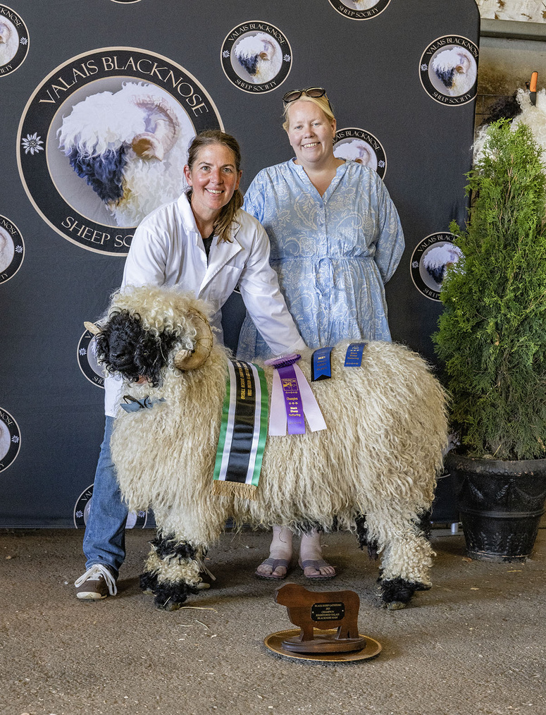 A Valais Blacknose ram wearing green and purple champion sashes at the Black Sheep Gathering