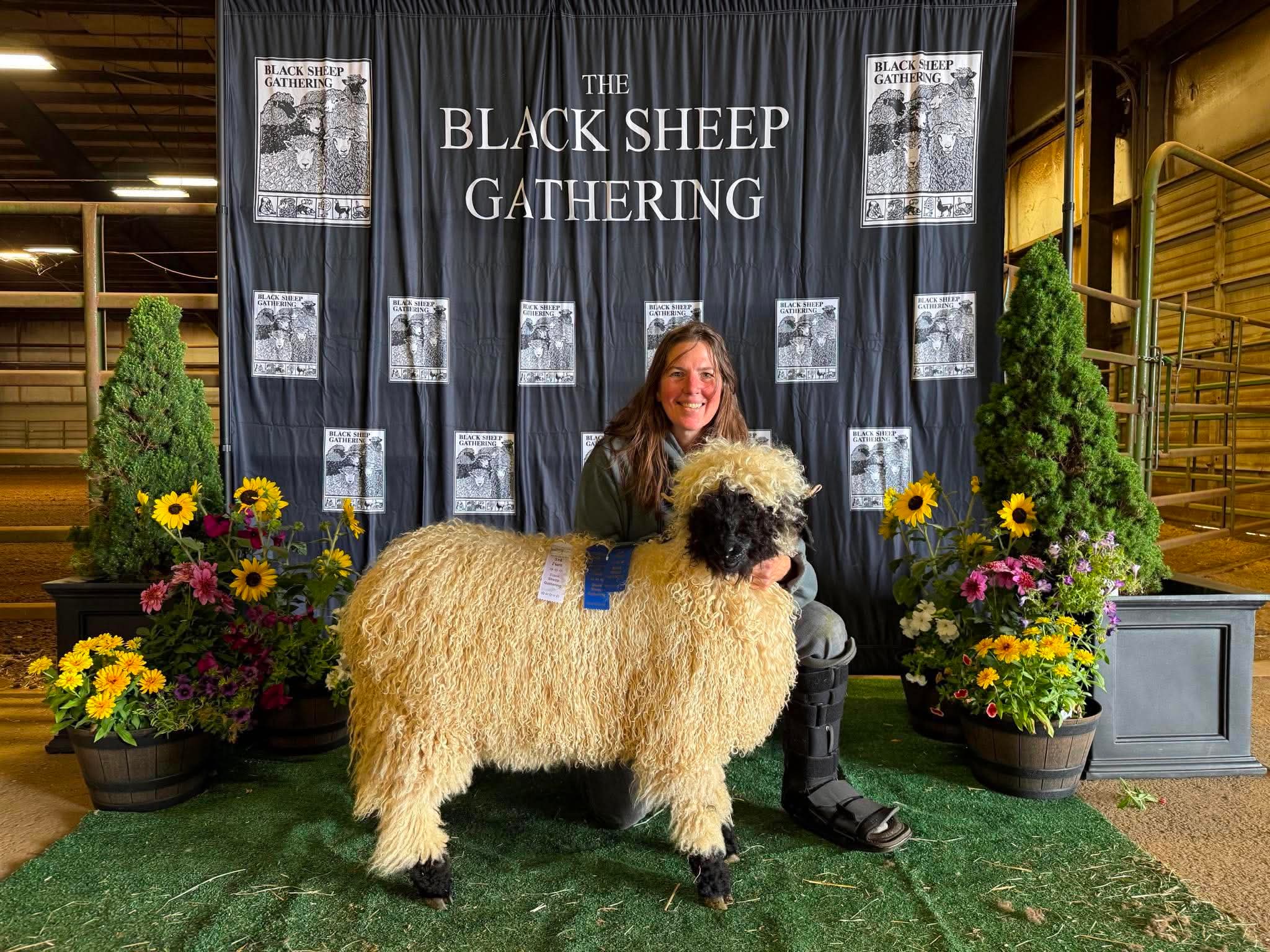 A Cloud Cap Valais Blacknose lamb with a blue first-place ribbon at The Black Sheep Gathering